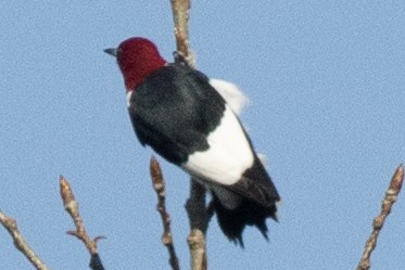 Red-headed Woodpecker - ML618290079