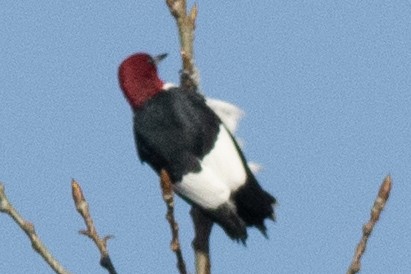 Red-headed Woodpecker - ML618290080