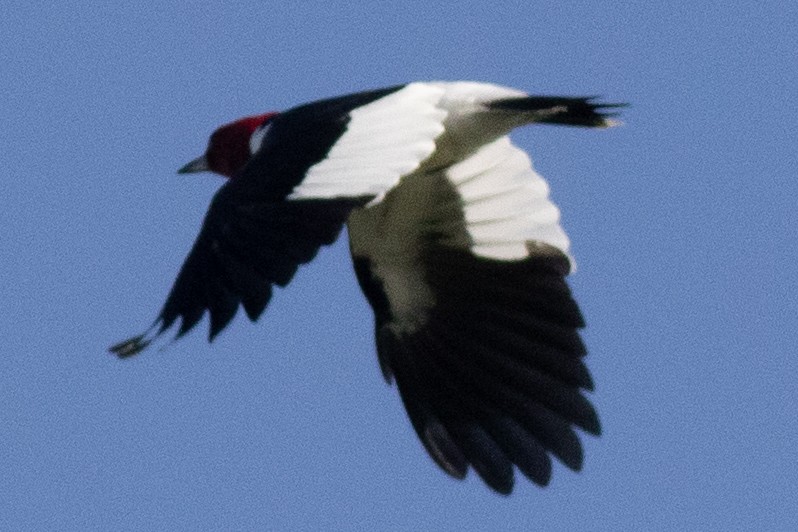 Red-headed Woodpecker - ML618290082