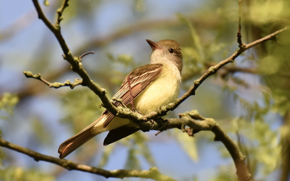 Great Crested Flycatcher - ML618290084