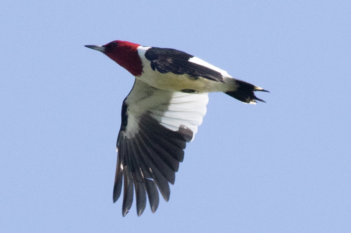 Red-headed Woodpecker - David Brown
