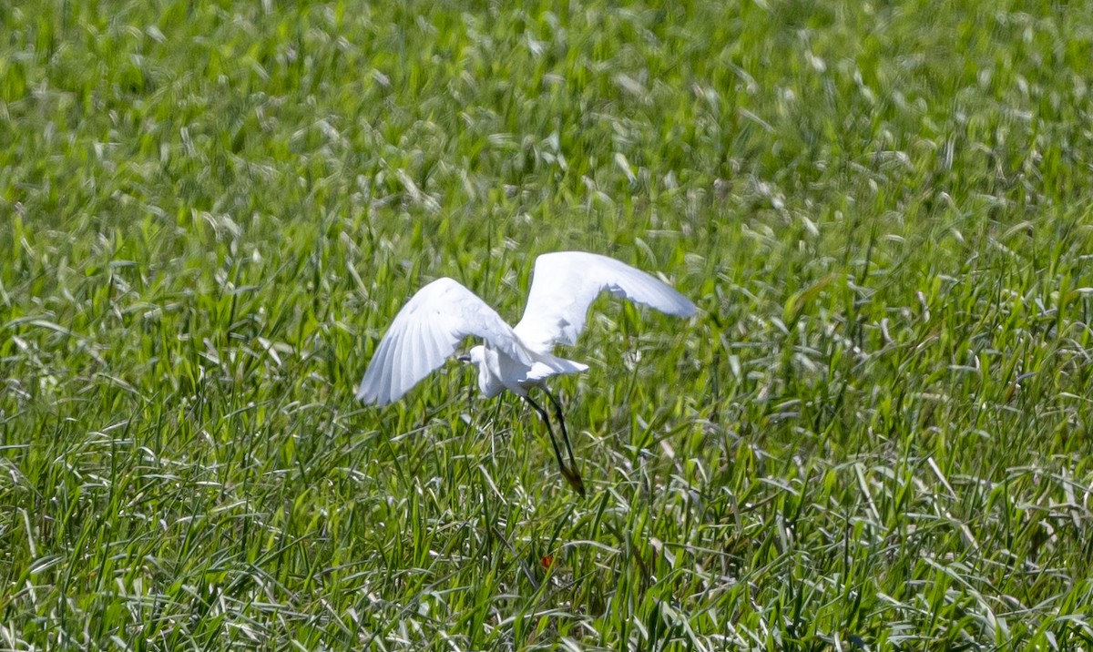 Snowy Egret - John Longhenry