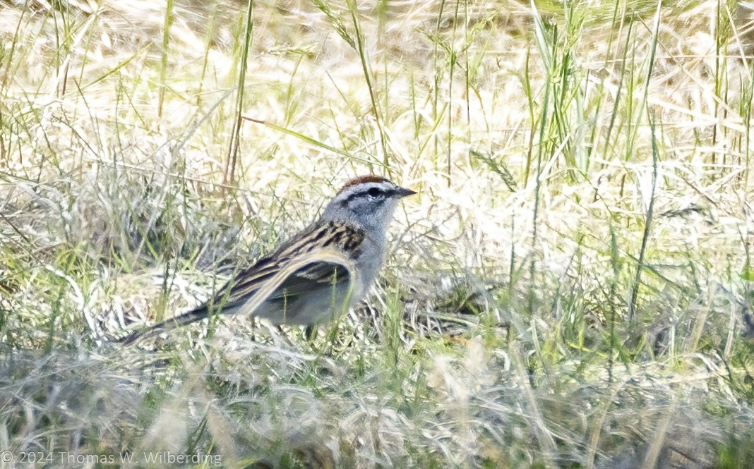 Chipping Sparrow - Tom Wilberding