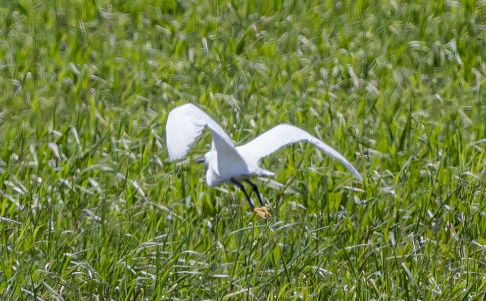 Snowy Egret - John Longhenry