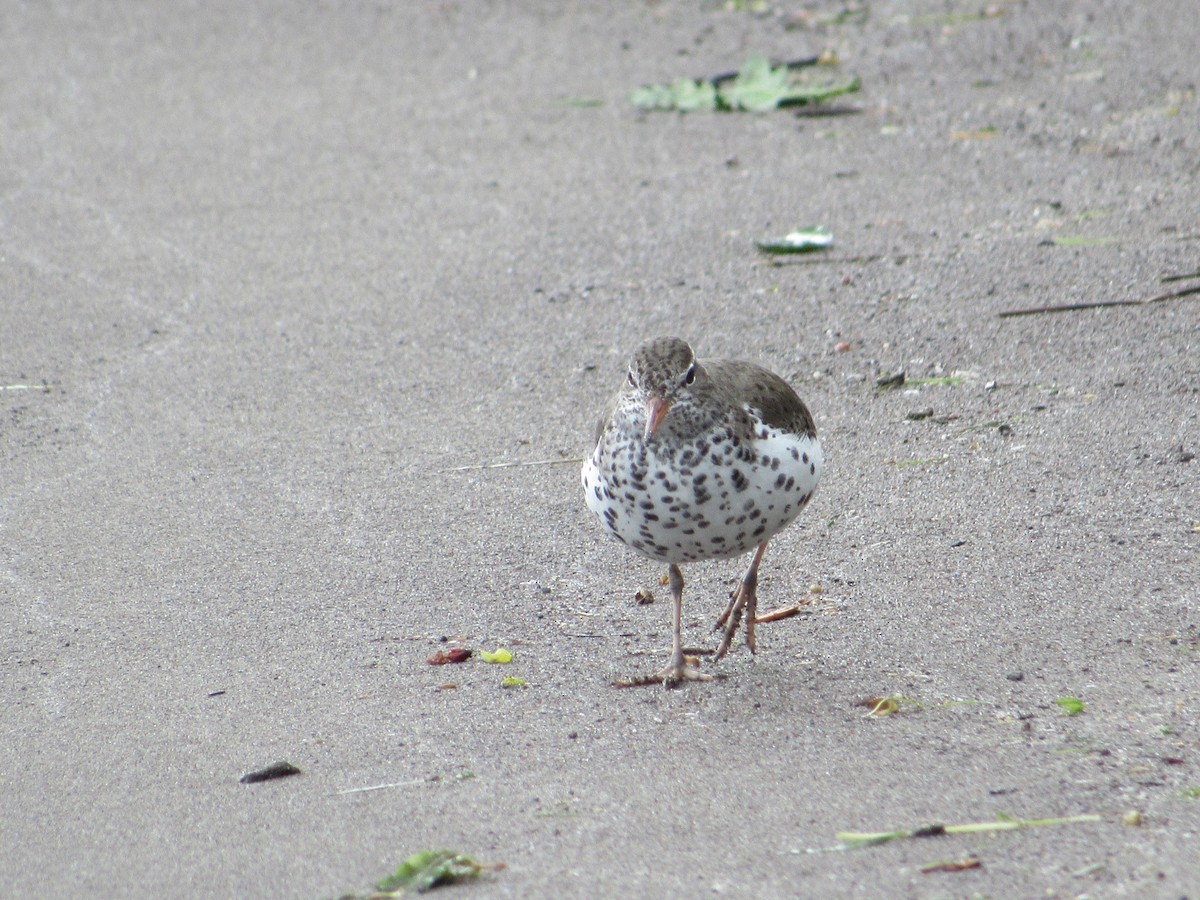 Spotted Sandpiper - Abby Haight