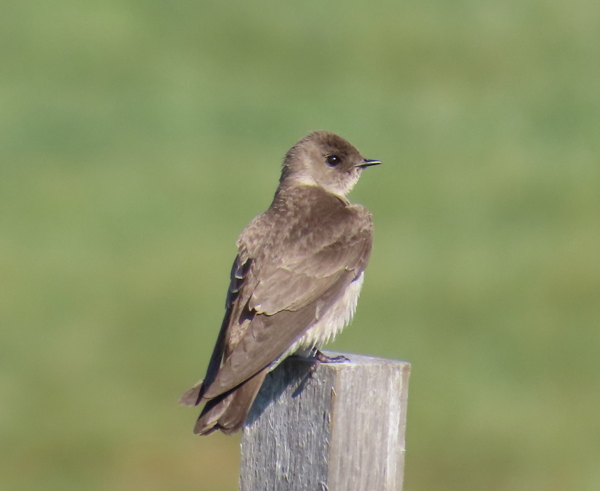 Northern Rough-winged Swallow - Catherine Hawkins