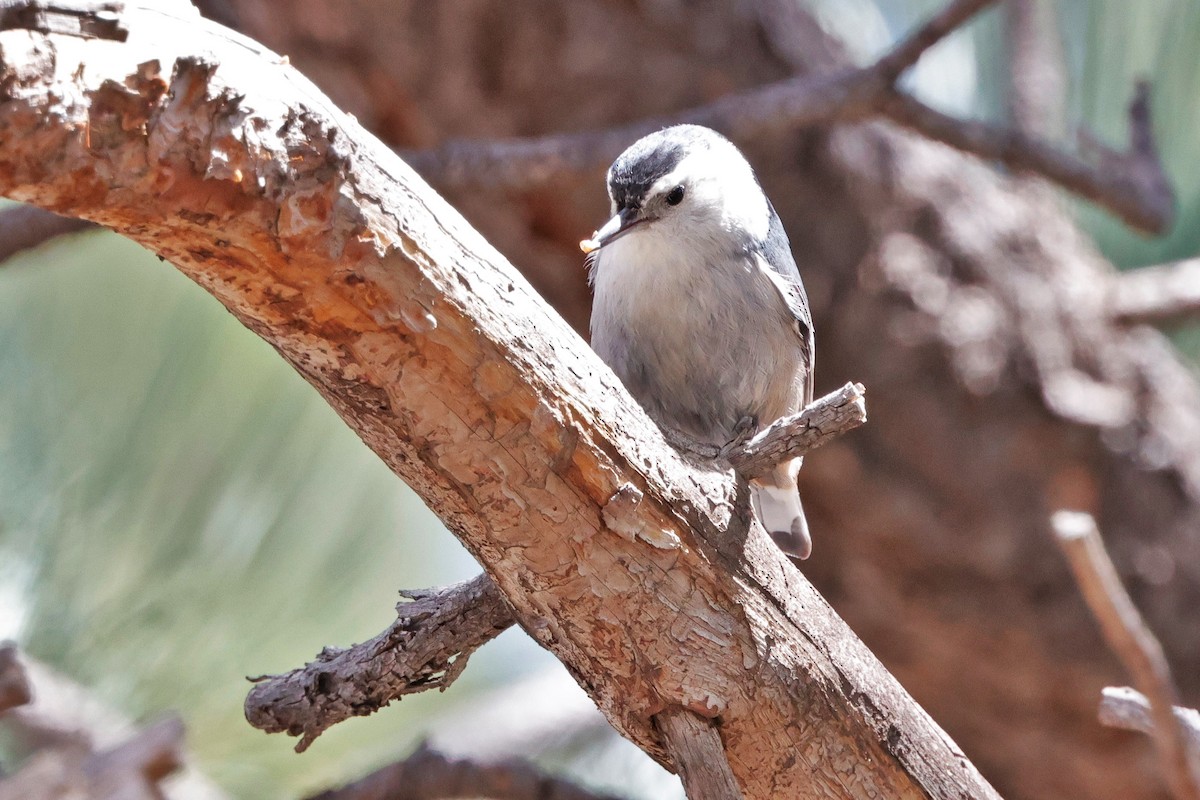 White-breasted Nuthatch - ML618290182
