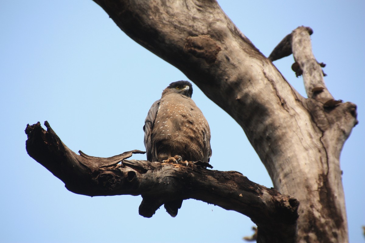 Crested Serpent-Eagle - ML61829021