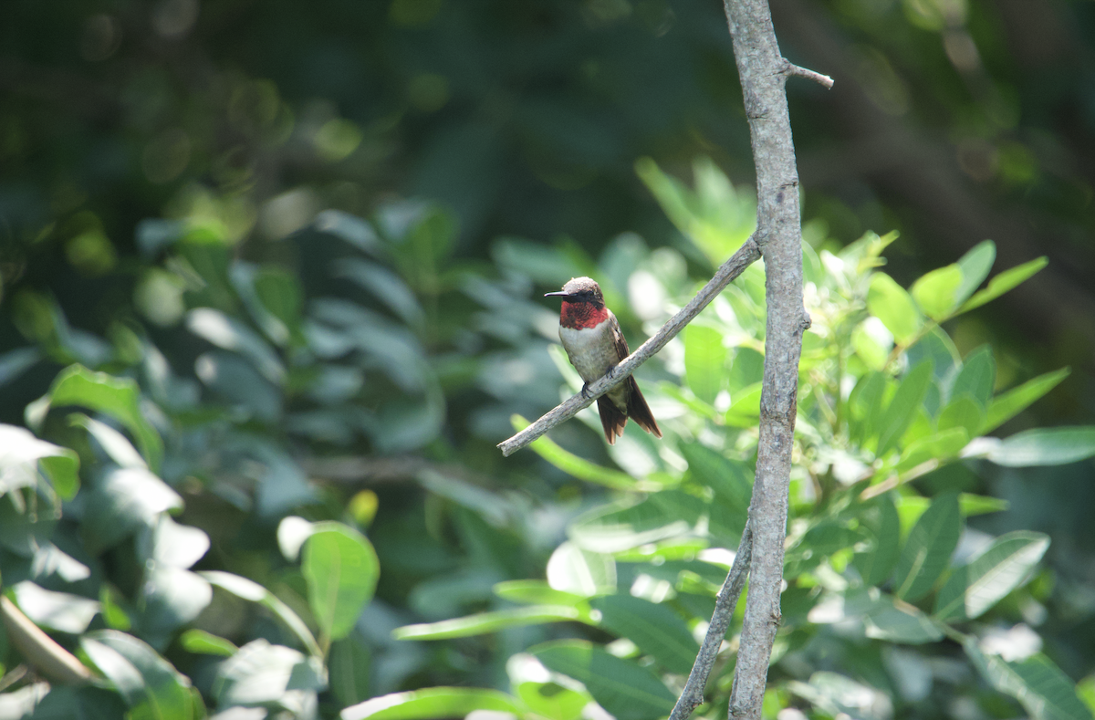 Ruby-throated Hummingbird - Evan Farese