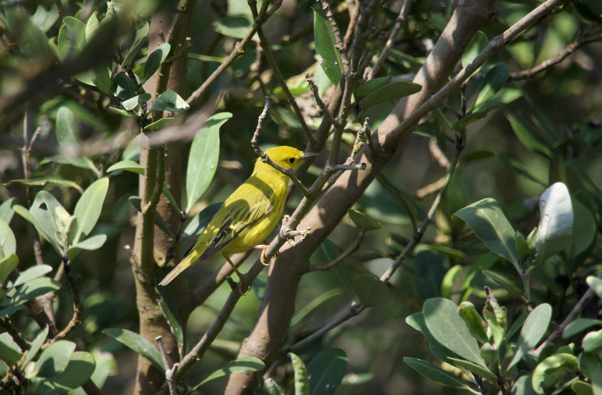 Yellow Warbler (Northern) - ML618290227