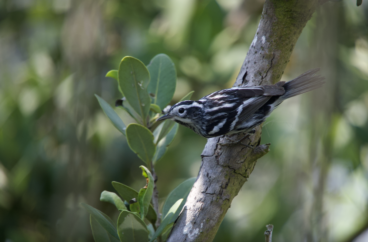 Black-and-white Warbler - ML618290230