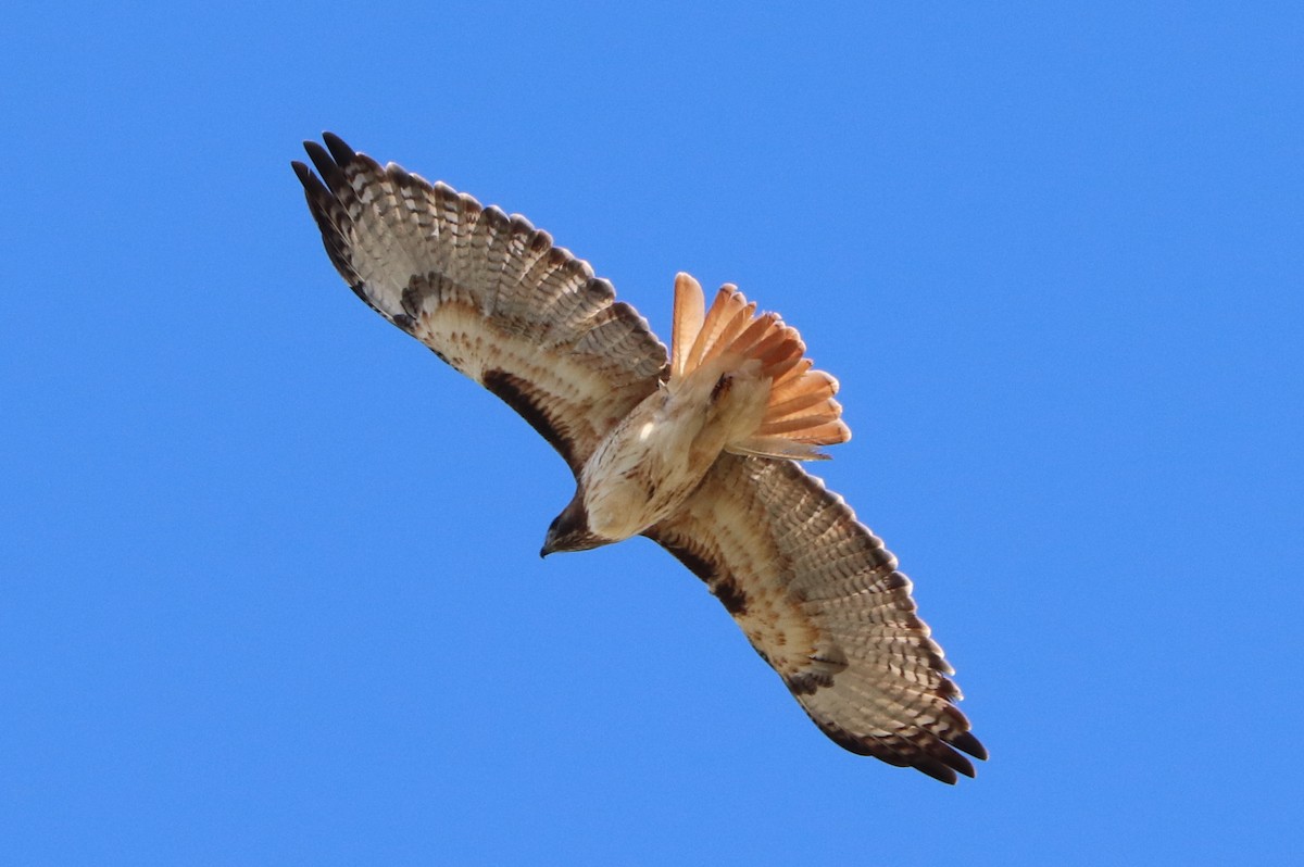Red-tailed Hawk - ML618290237