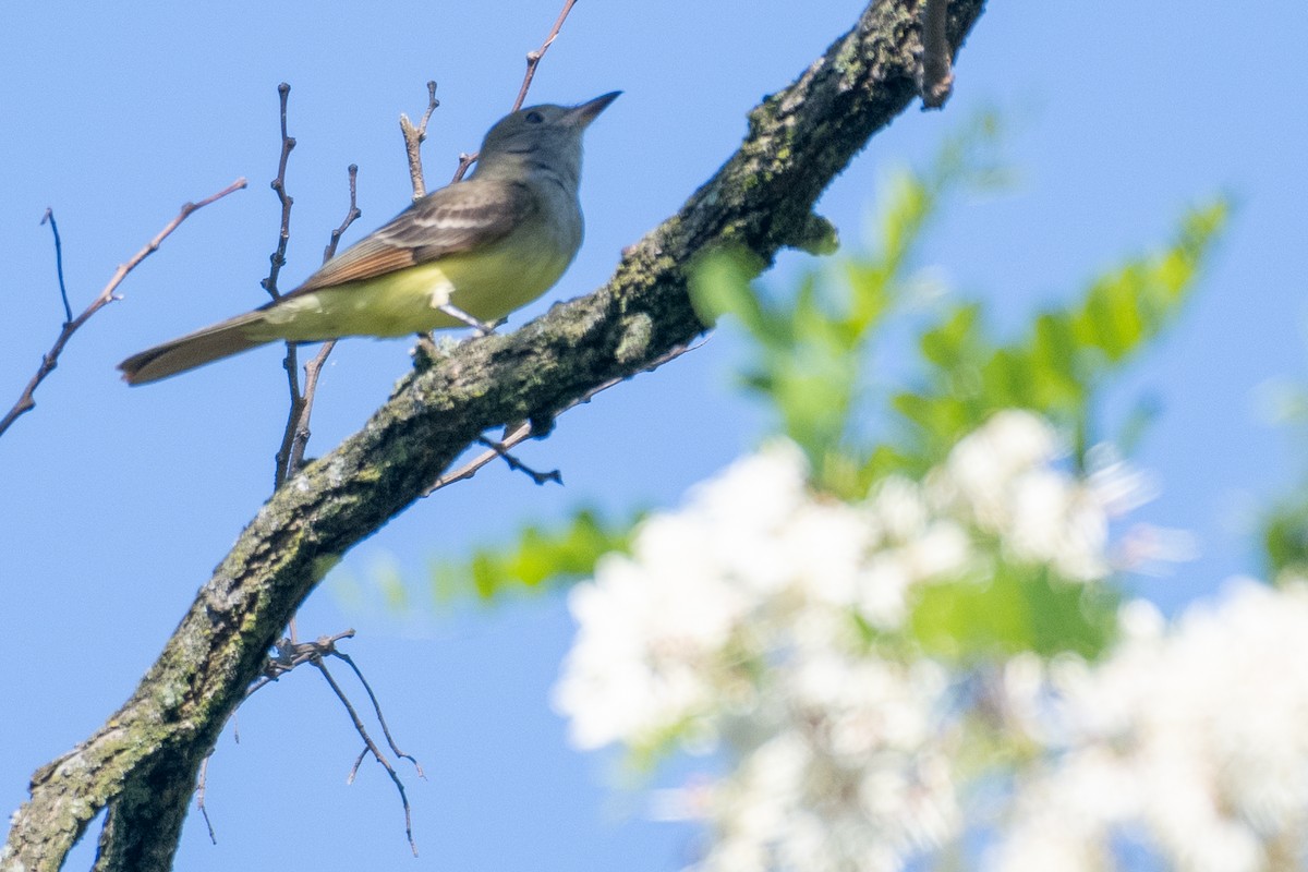 Great Crested Flycatcher - ML618290246