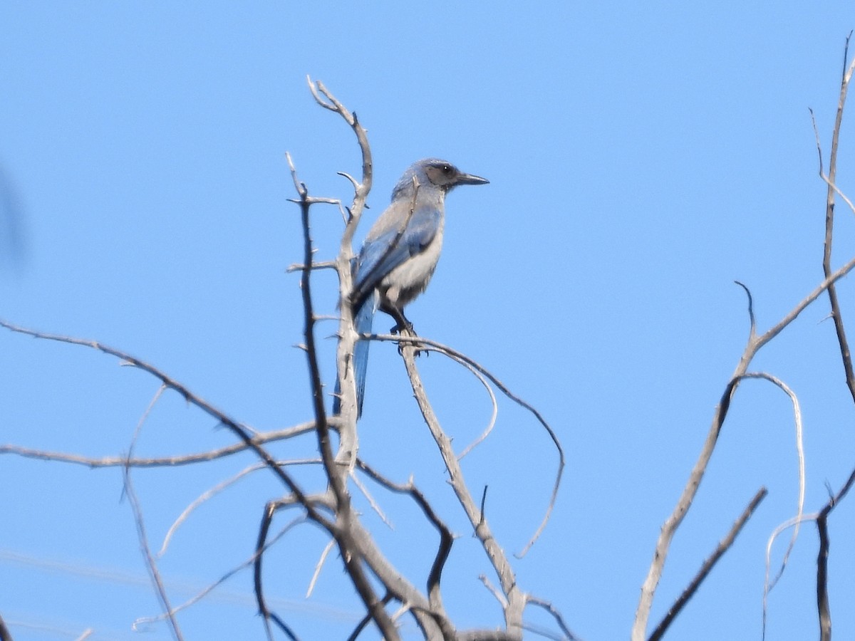 Woodhouse's Scrub-Jay - Pam Griffin