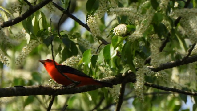 Scarlet Tanager - ML618290257