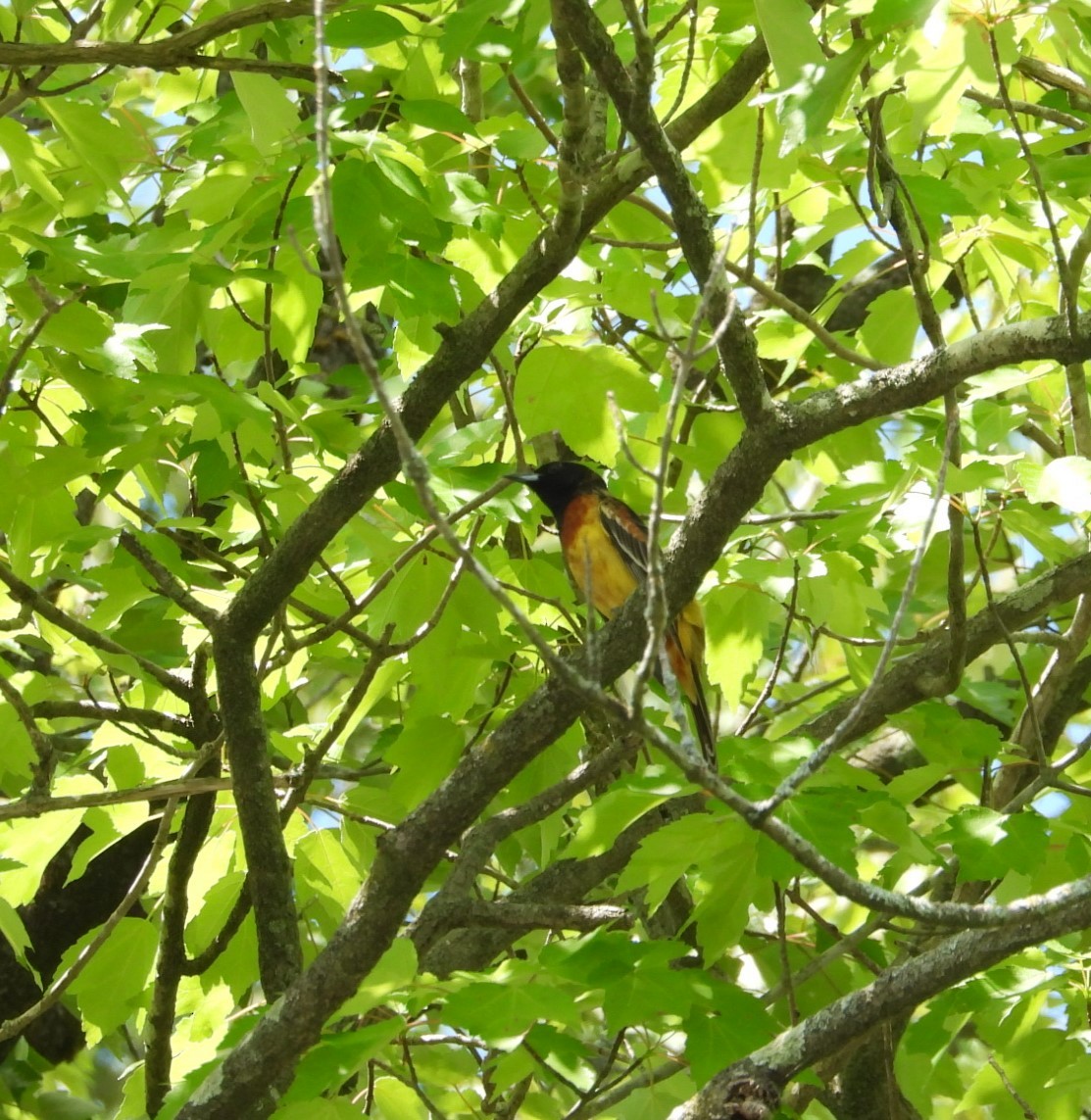 Orchard Oriole - ML618290262