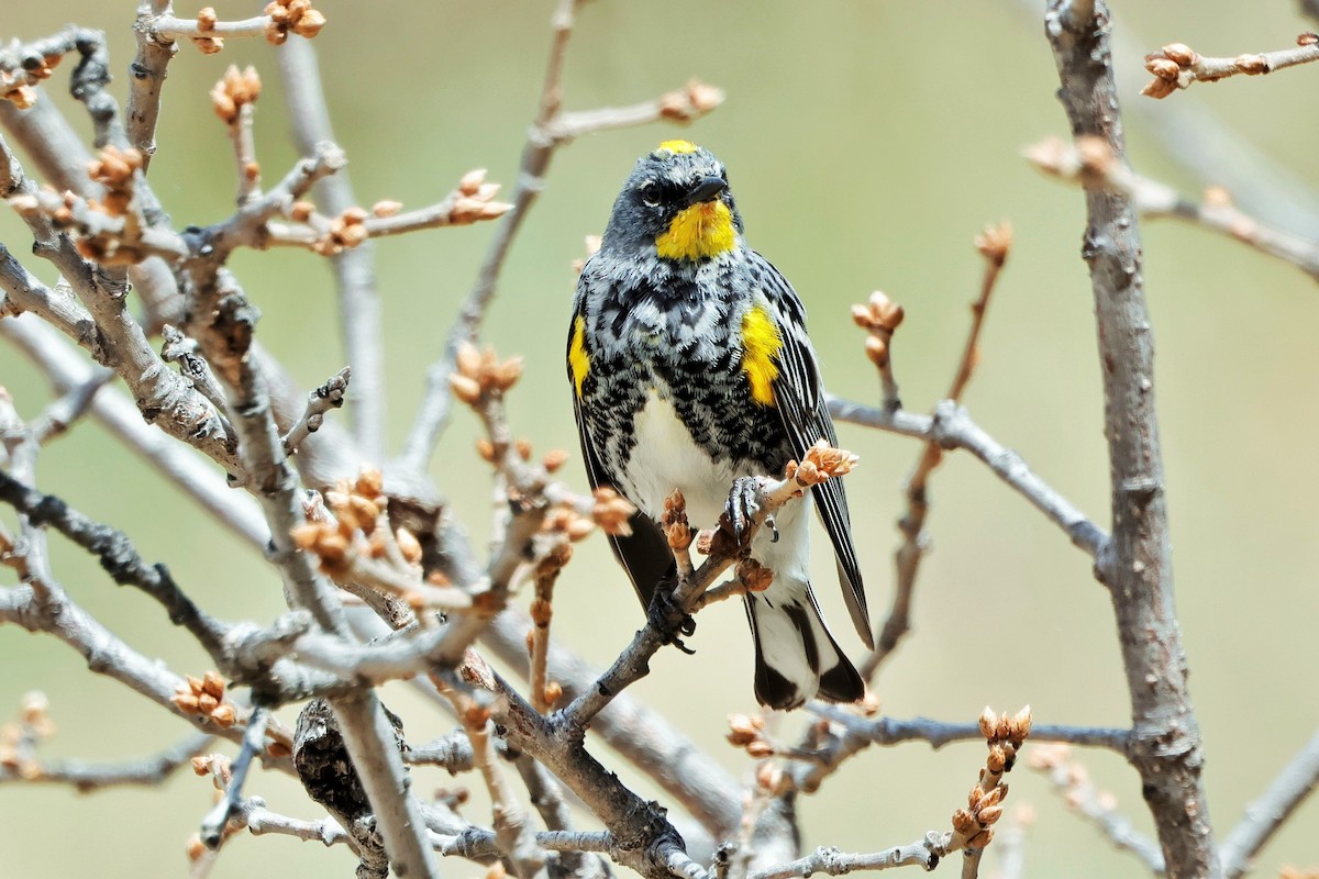Yellow-rumped Warbler (Audubon's) - ML618290269