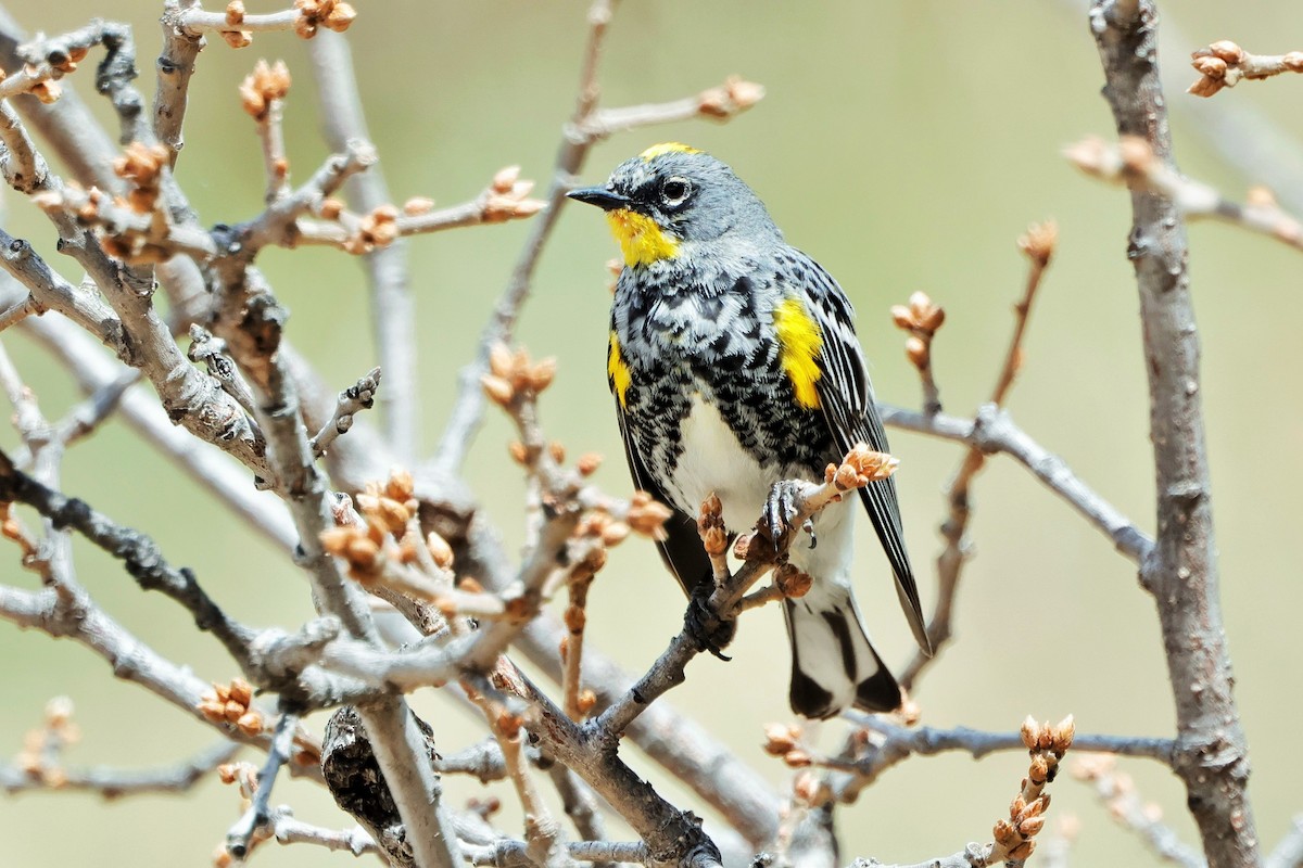 Yellow-rumped Warbler (Audubon's) - Risë Foster-Bruder