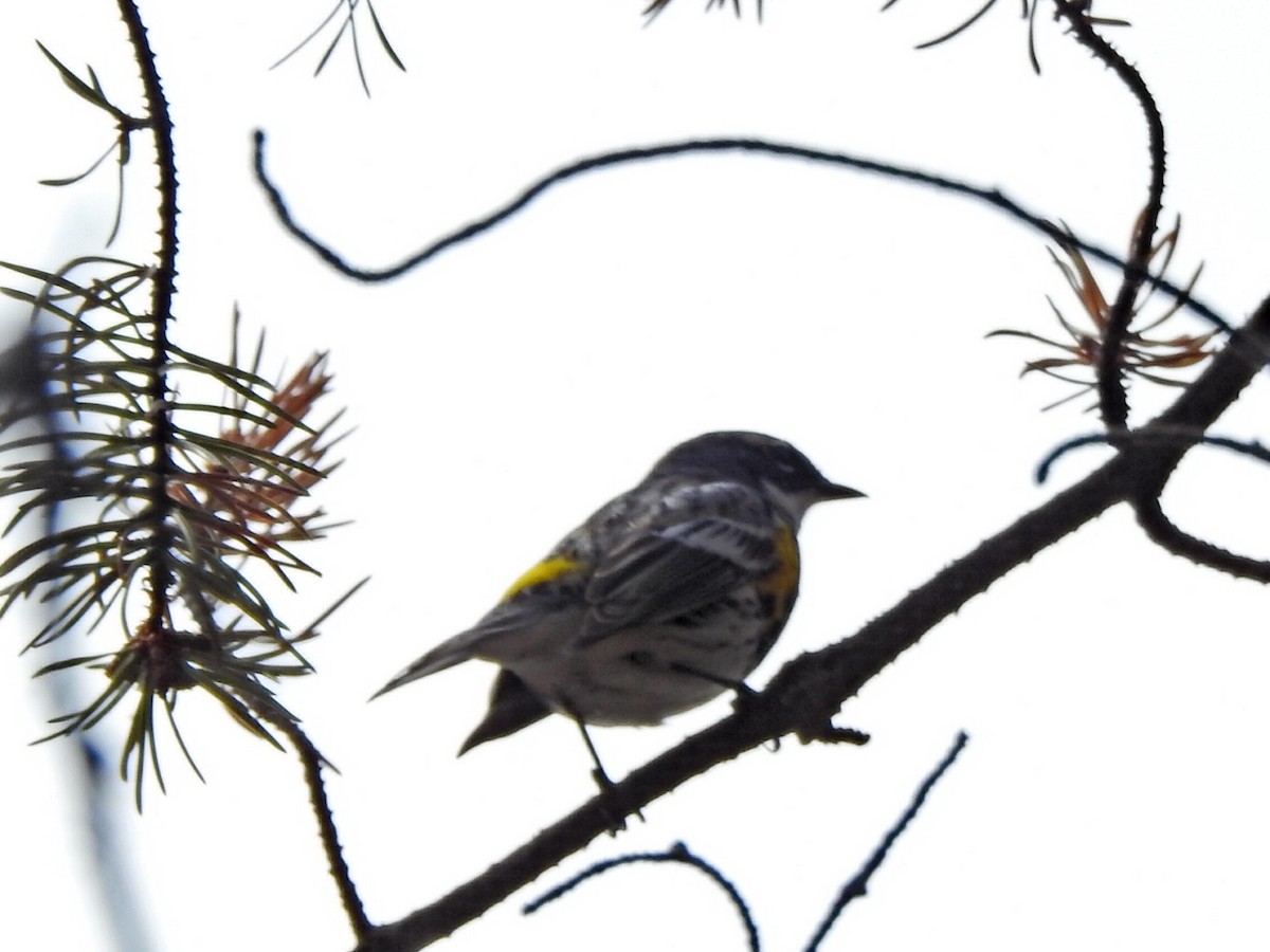 Yellow-rumped Warbler - André St Pierre Aline Beauchemin