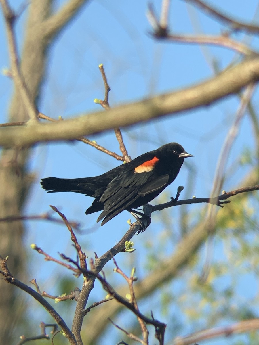 Red-winged Blackbird - Maya Roopnarine