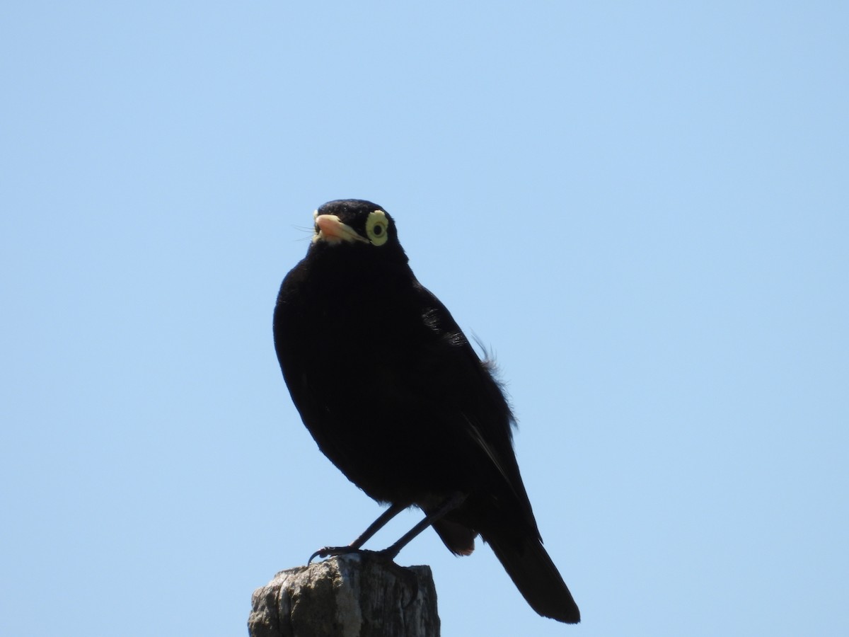 Spectacled Tyrant - ML618290327