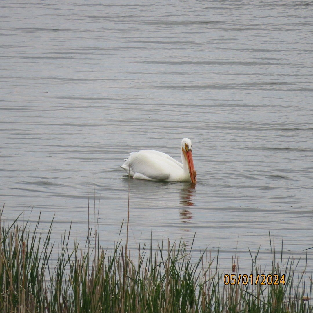 American White Pelican - Anonymous