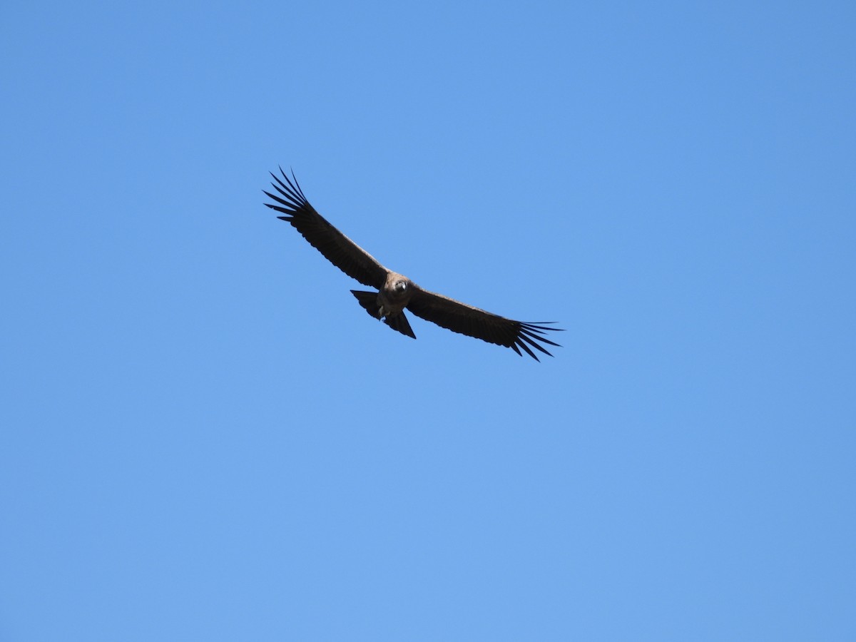 Condor des Andes - ML618290393