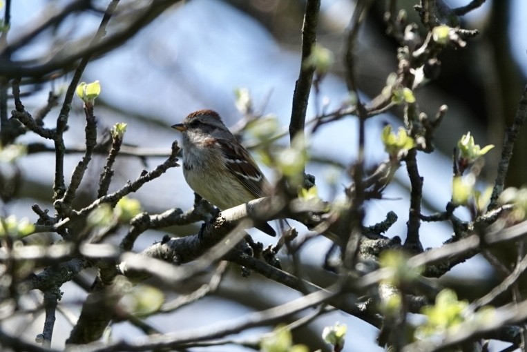 American Tree Sparrow - ML618290401