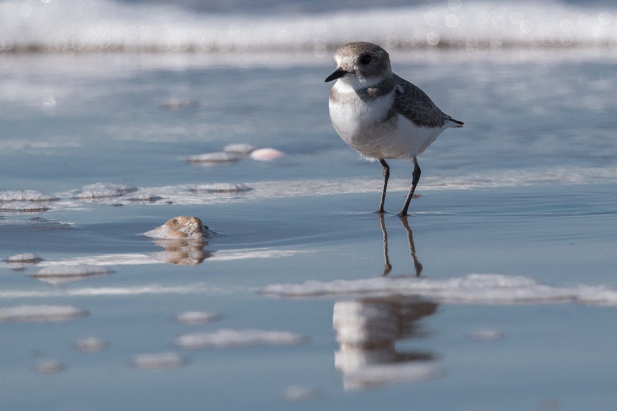 Two-banded Plover - ML618290430