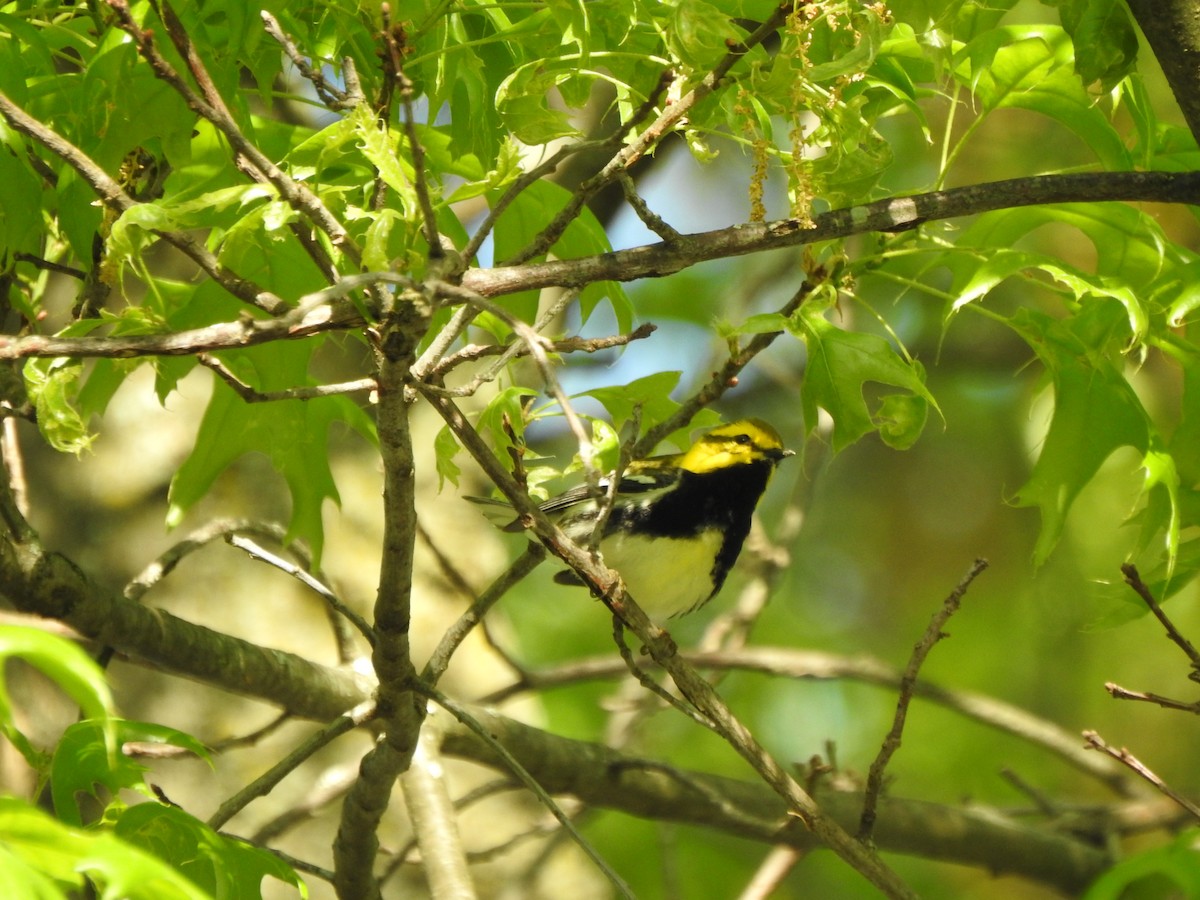 Black-throated Green Warbler - ML618290446