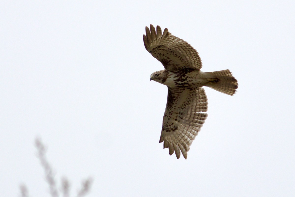 Red-tailed Hawk - ML618290454