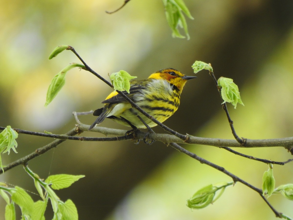 Cape May Warbler - ML618290461