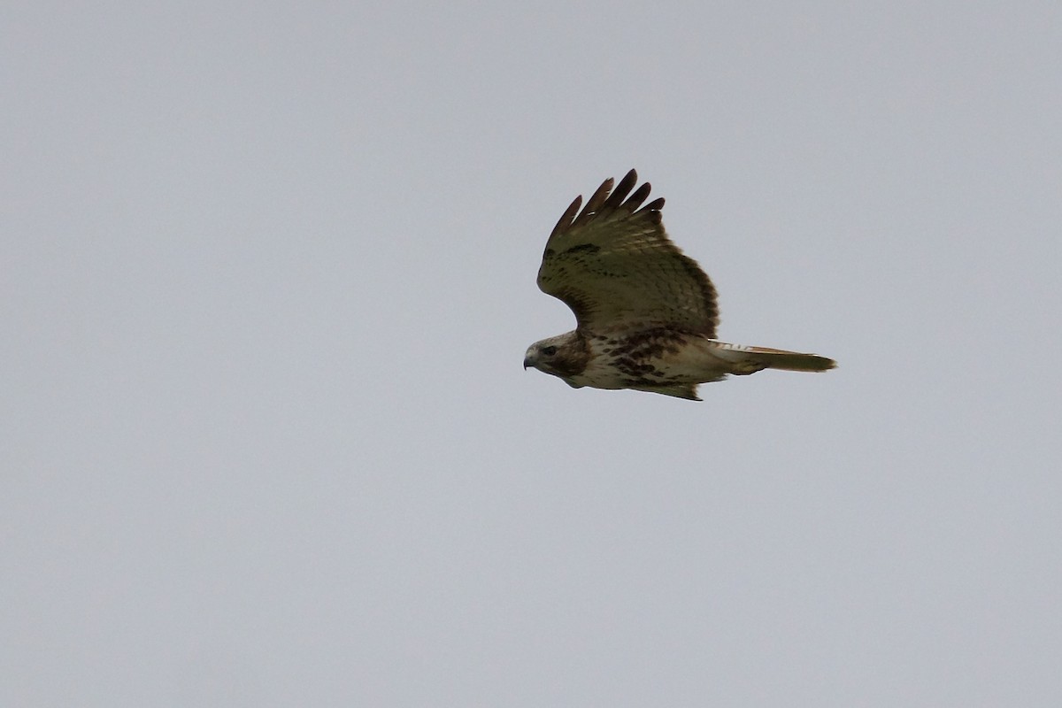 Red-tailed Hawk - ML618290471