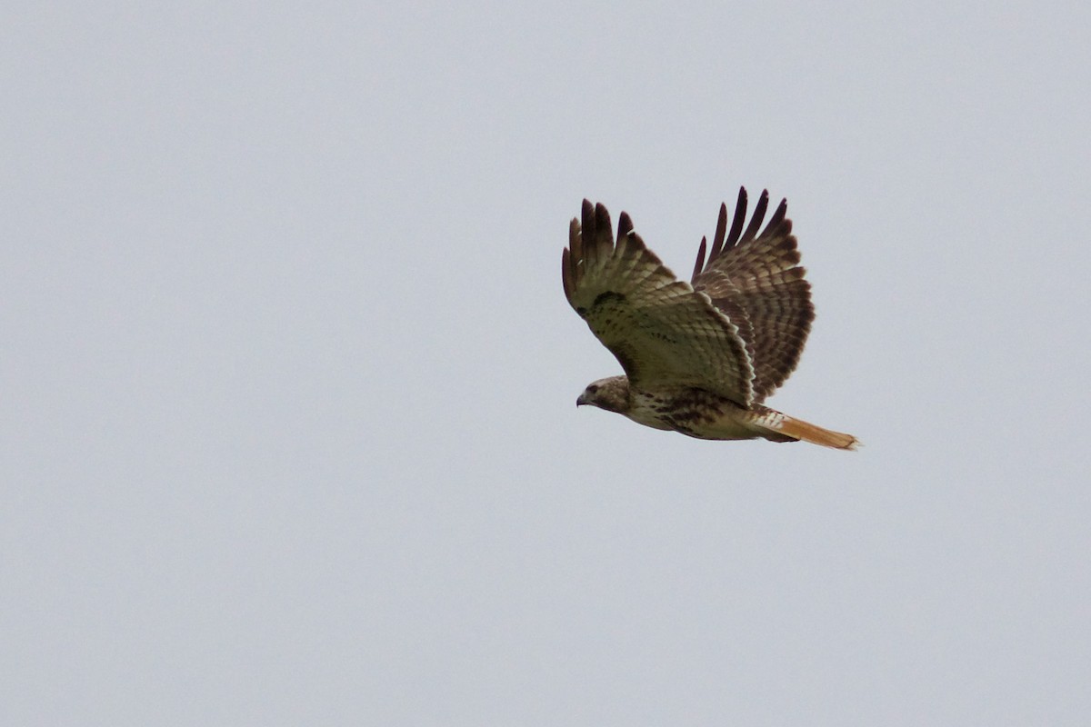 Red-tailed Hawk - ML618290472