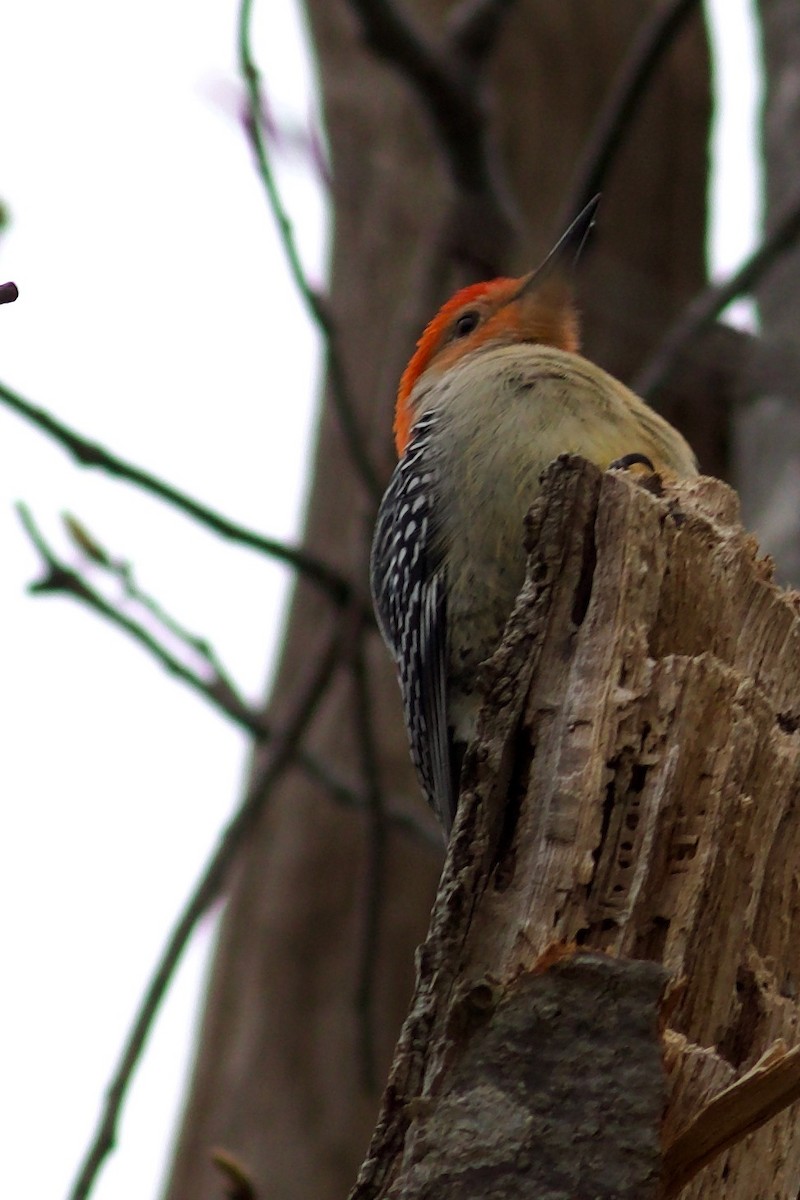 Red-bellied Woodpecker - George Forsyth