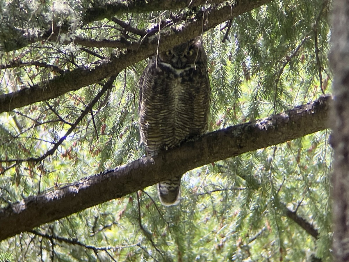 Great Horned Owl - ML618290556