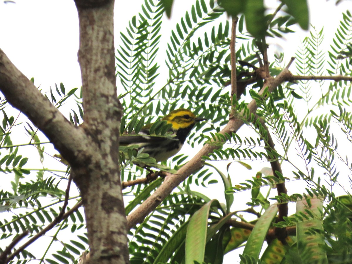 Black-throated Green Warbler - ML618290576