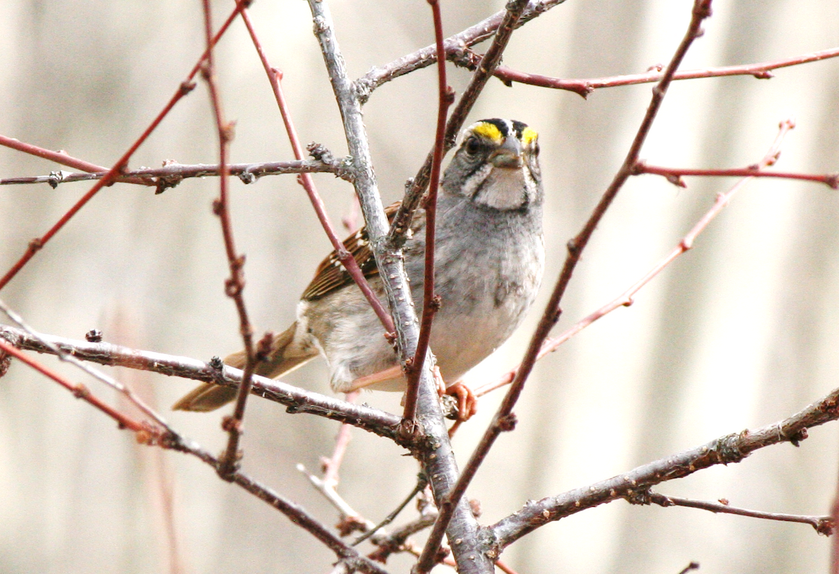 White-throated Sparrow - ML618290585