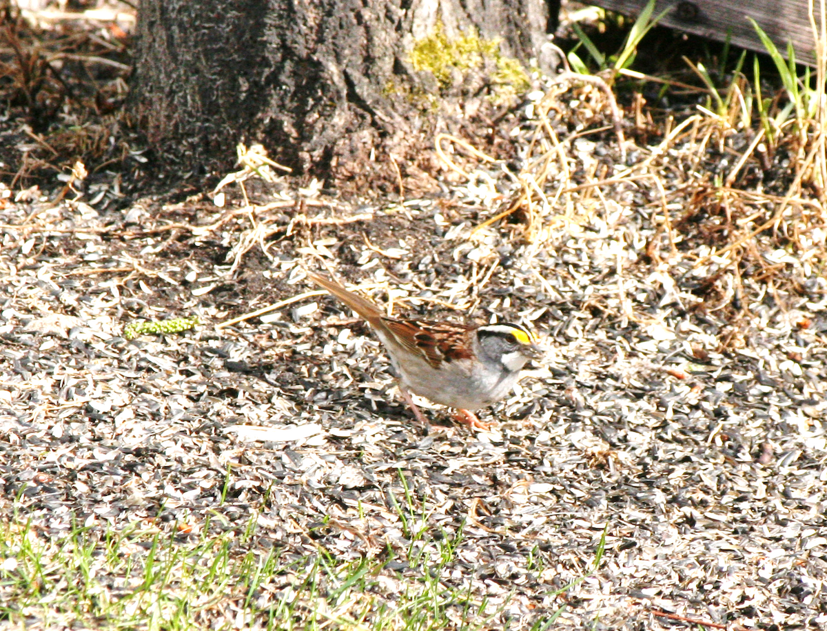 White-throated Sparrow - ML618290608
