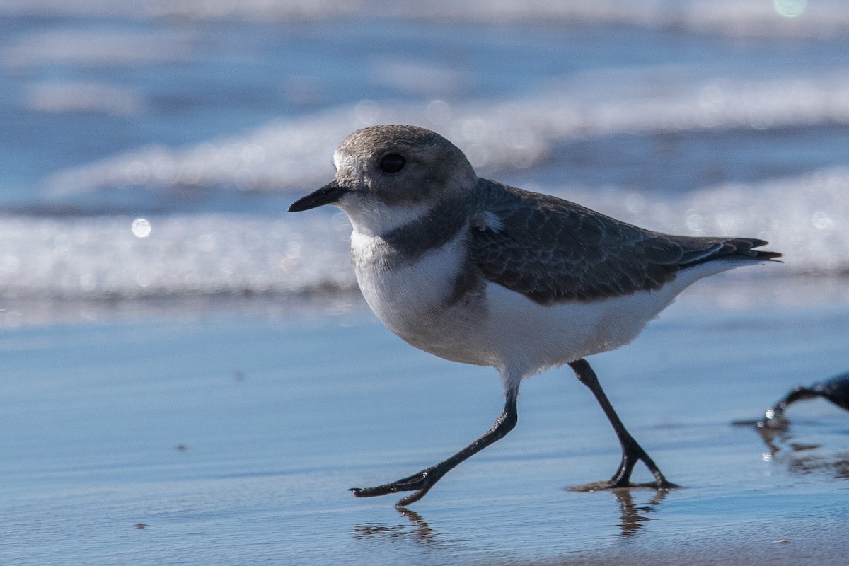 Two-banded Plover - Claudio Martin