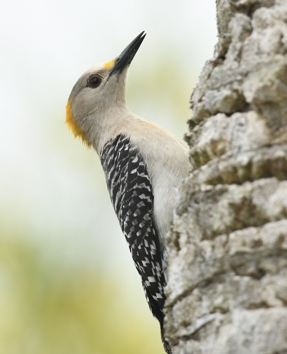 Golden-fronted Woodpecker - Kent Kleman