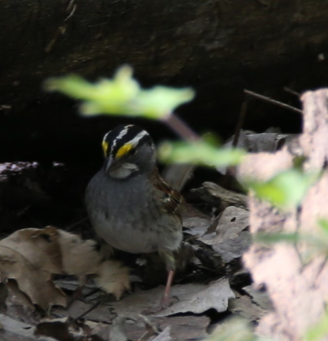 White-throated Sparrow - ML618290659