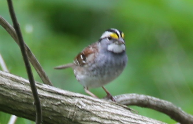 White-throated Sparrow - ML618290683