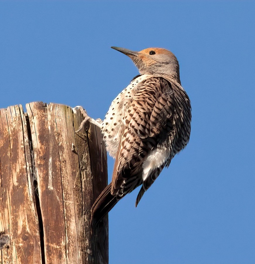 Northern Flicker (Red-shafted) - ML618290727
