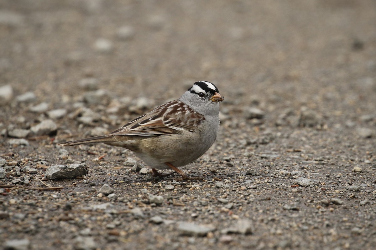 White-crowned Sparrow (Gambel's) - Russ Morgan