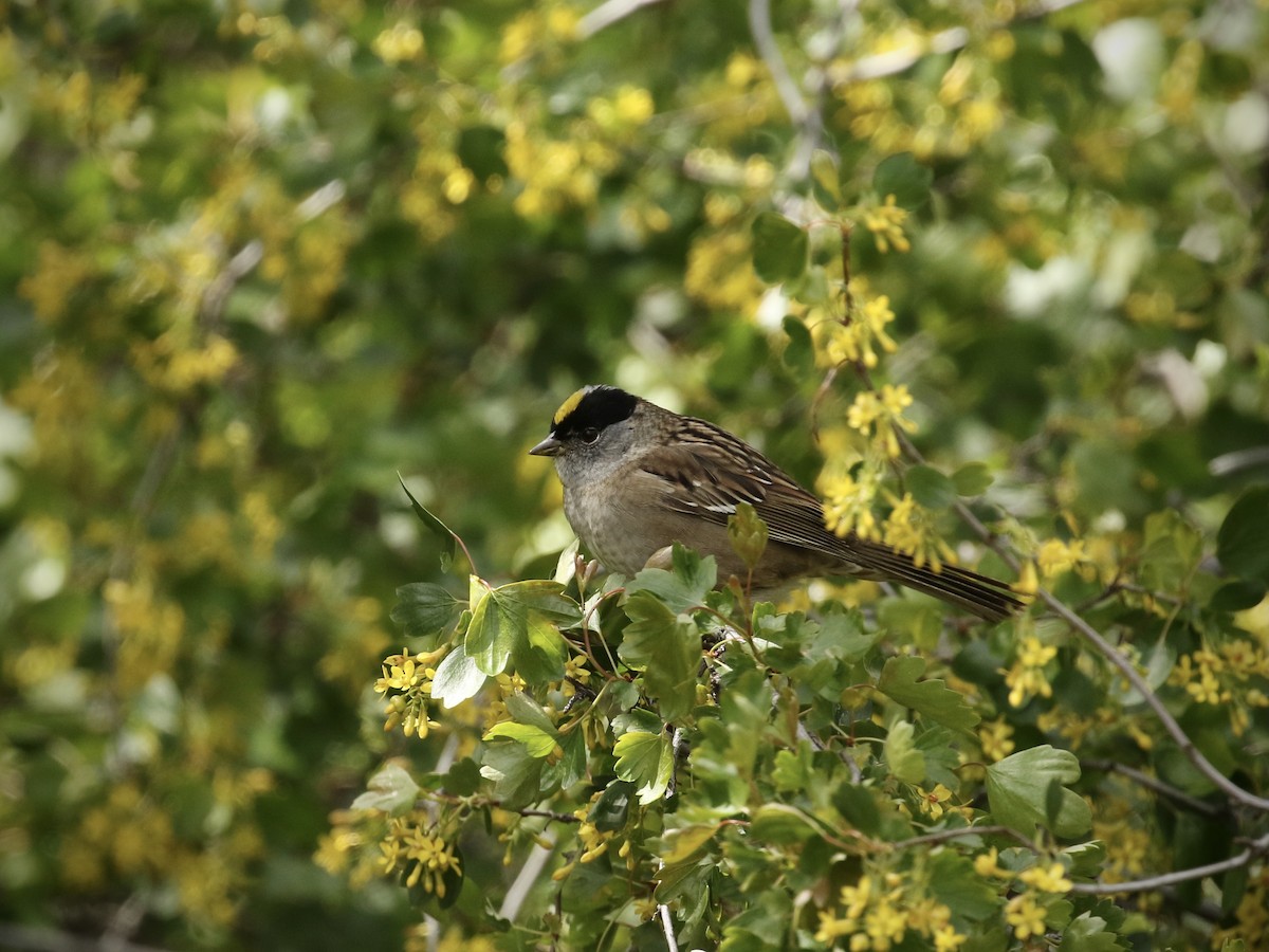 Golden-crowned Sparrow - Russ Morgan