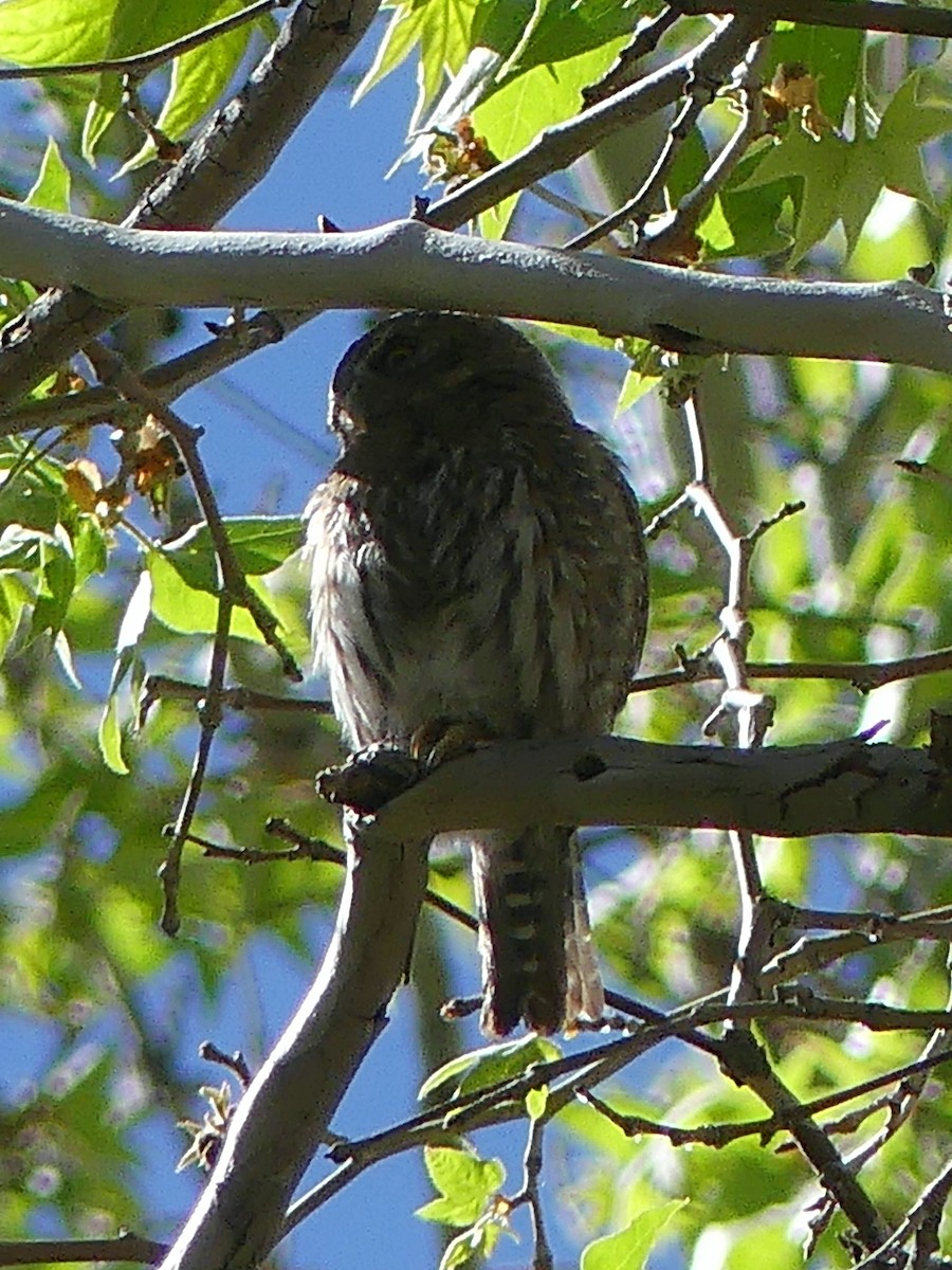 Northern Pygmy-Owl - ML618290758