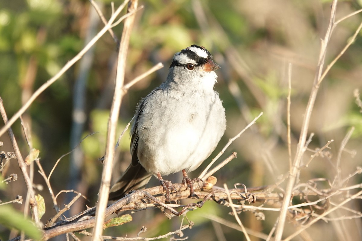White-crowned Sparrow - gretchen buxton