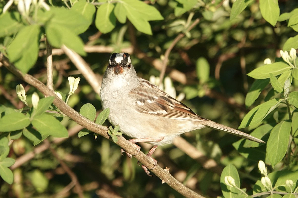 White-crowned Sparrow - gretchen buxton