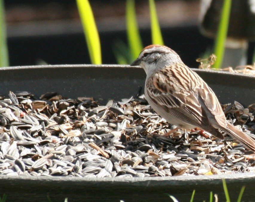 Chipping Sparrow - Renee Coon